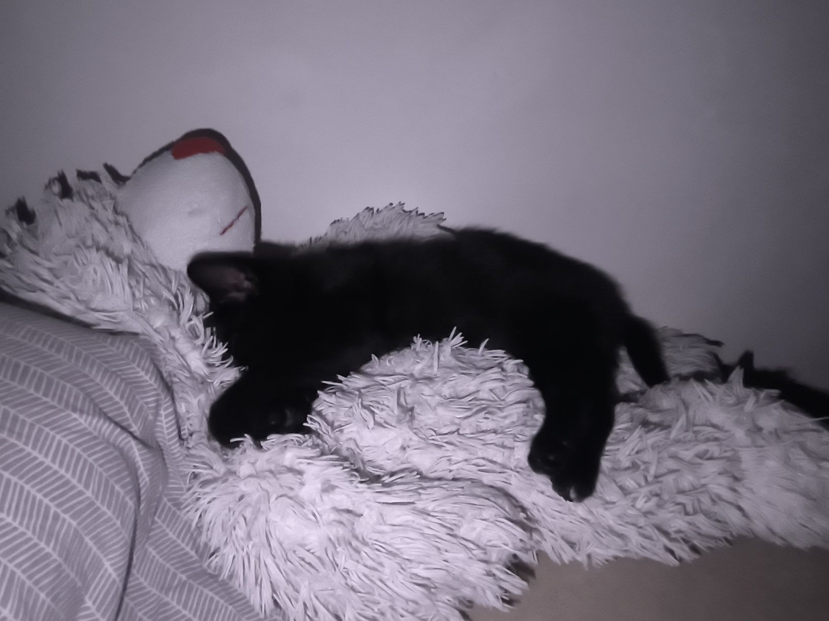 Котенце търси дом