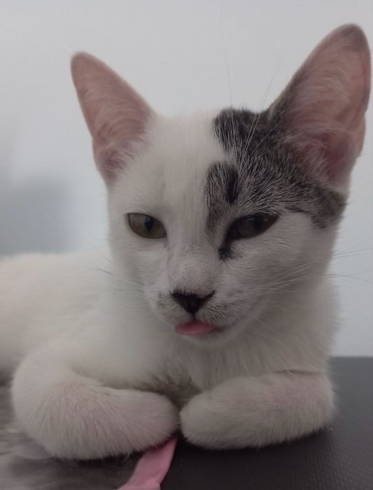 Отдам кошечку в добрые руки. Mushukni mehribon qo’llarga hadya qilaman