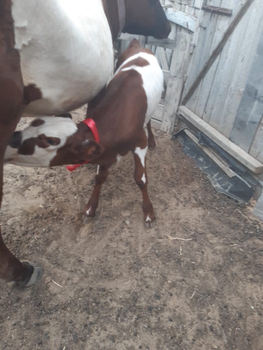 Буаз Сиырлар сатылады