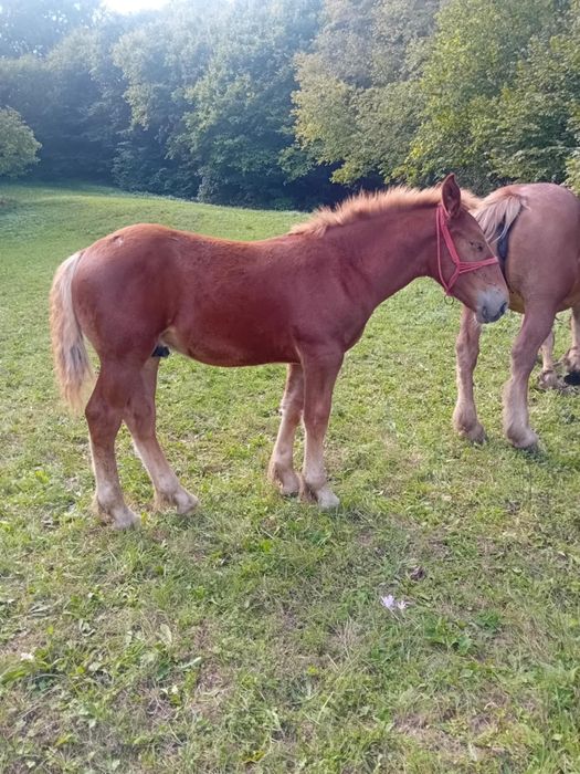 Vând  mânz de șase luni