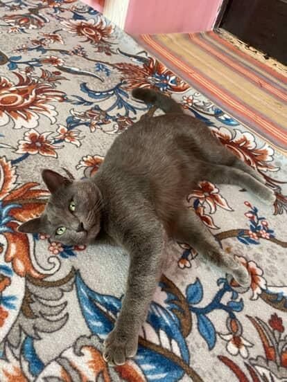 Mushuk sotiladi zotli