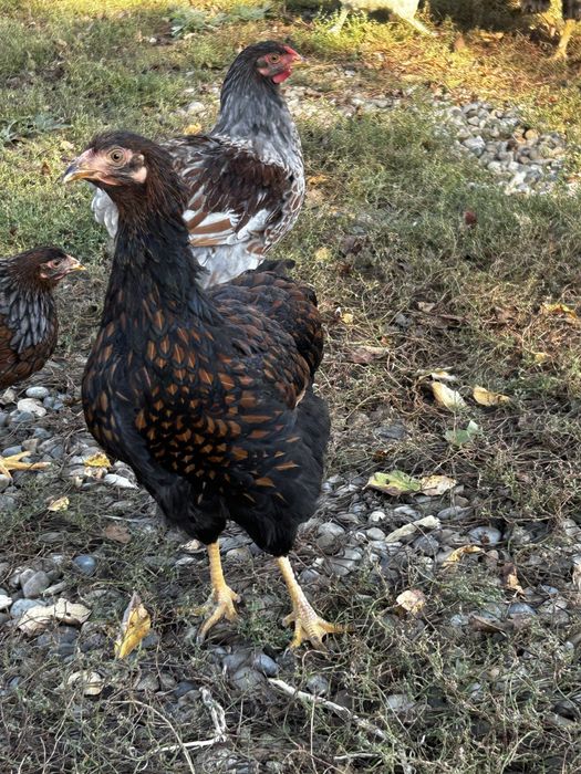 Wiandotte rosu negru