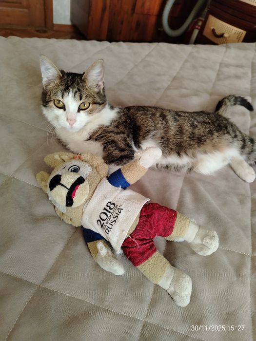 Котик Мурзик ок. 5 мес. В любящую, ответственную семью.