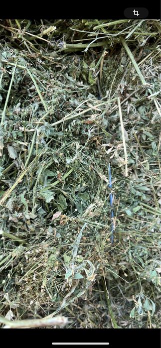 Lucerna , paie, fan , miriste calitatea 1