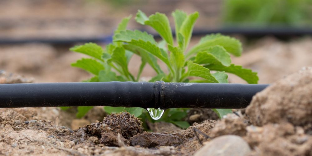 Семена кукурузы, арбуза, томата и кабачка из каталога (США, Европа)