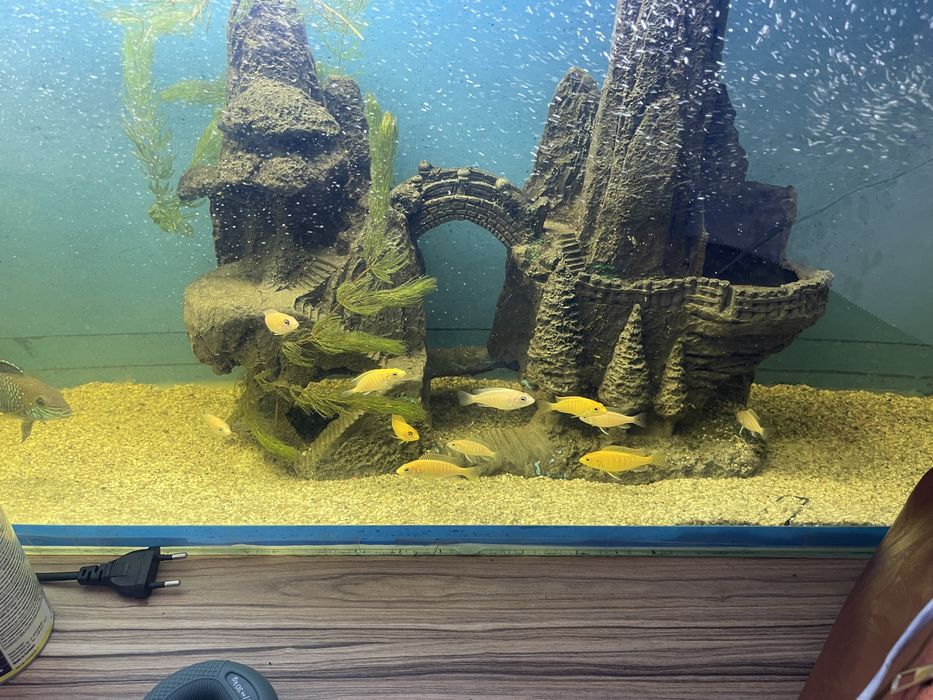 Аквариум рыбка продажа рыб