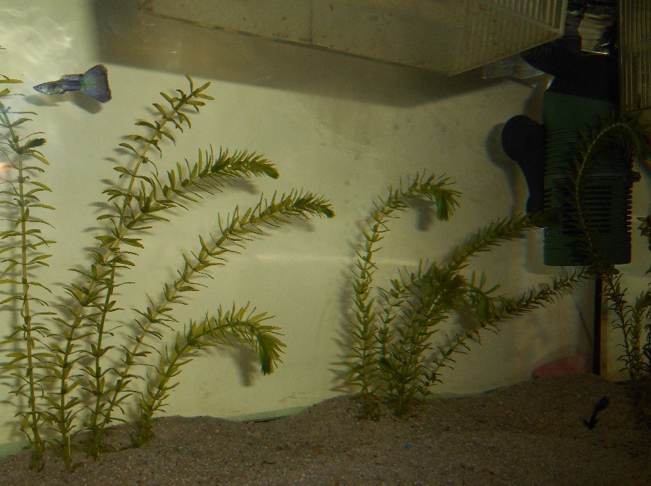 Planta acvariu Egeria Densa