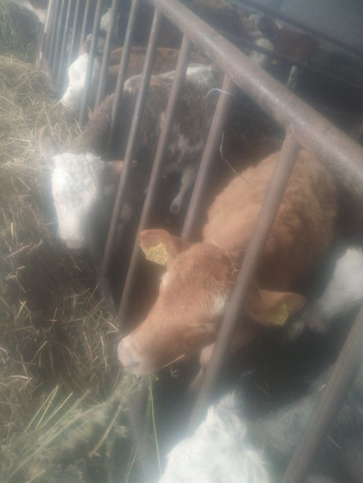 Viței și vițele .