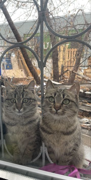 Отдам котят    !