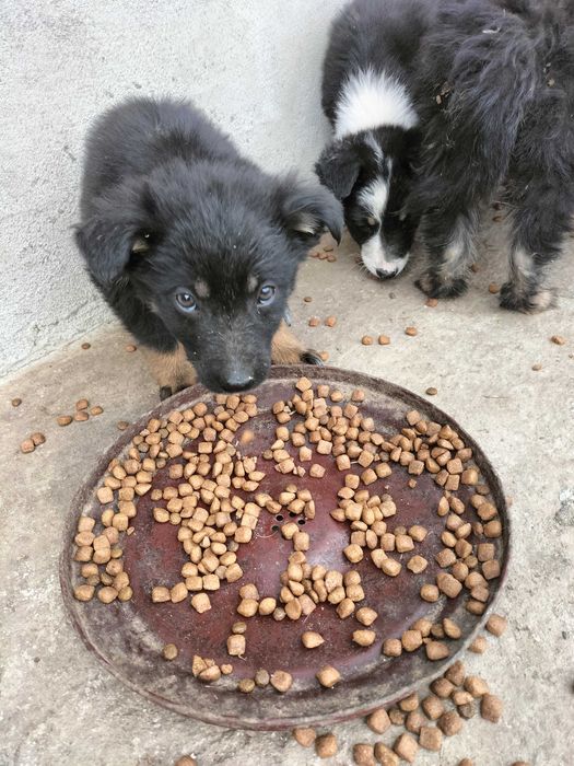 Adopții caini pui 2 luni