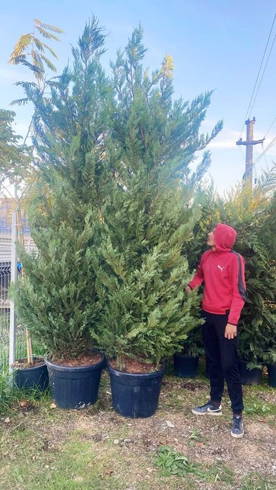 Leylandii Cupresussocyparis