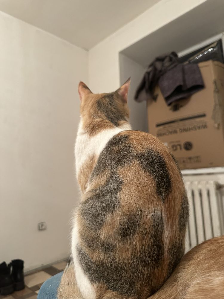 Срочно Кошка ищет дом !