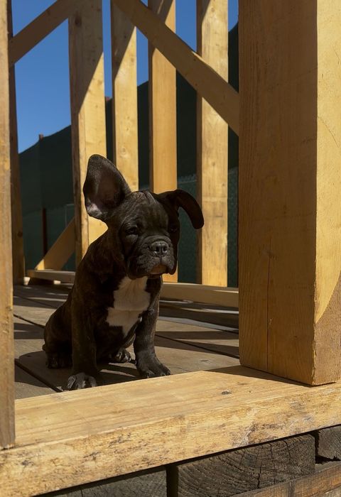 Bulldog francez mascul