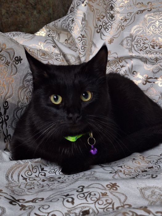 Подарите Чиппику семью