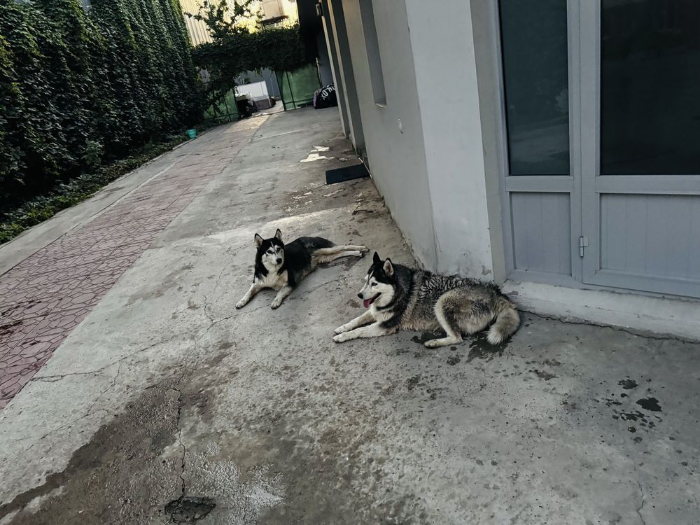 Xaski sotiladi ayol ikkalsi ham