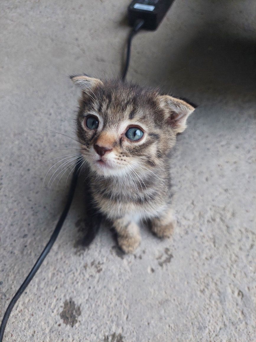 Продам вислоухих котят