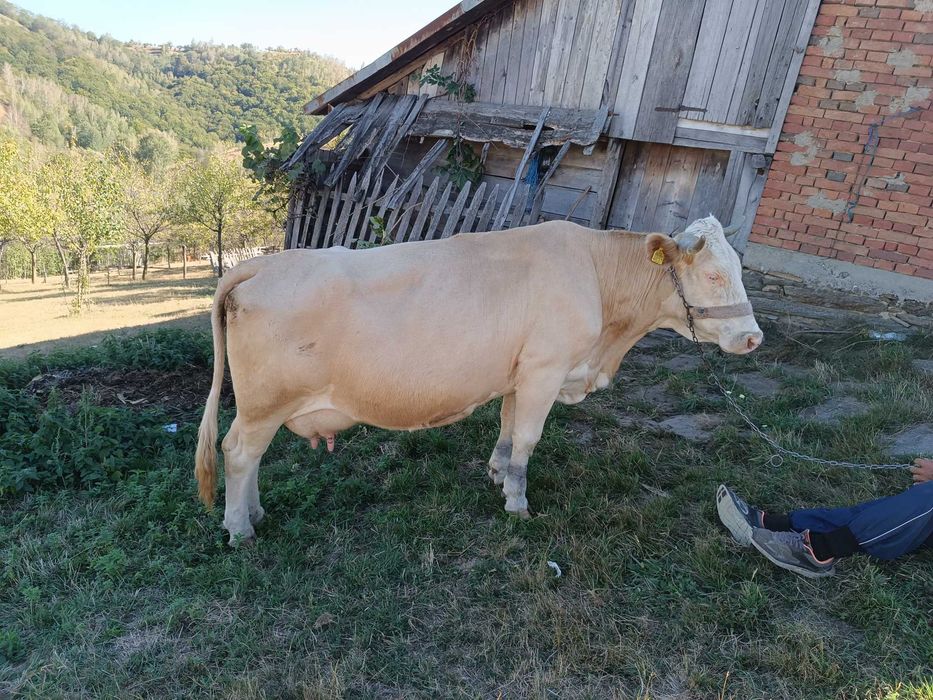 Vacă de vânzare Bălțată Românească