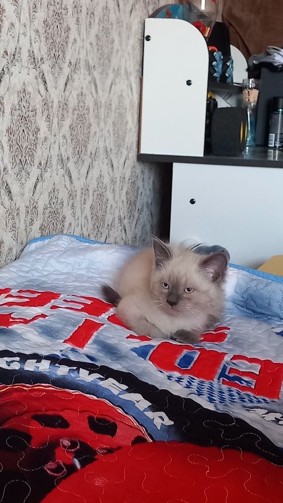 Кошка скотиш страйт и сиамски