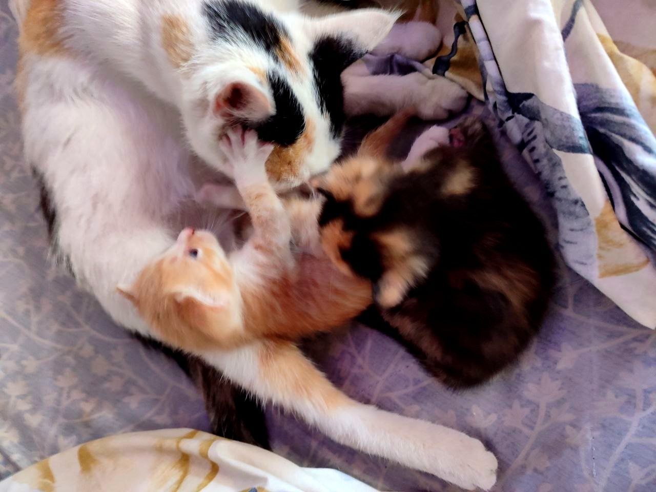 Котята 2 месяца и их мама с паспортом