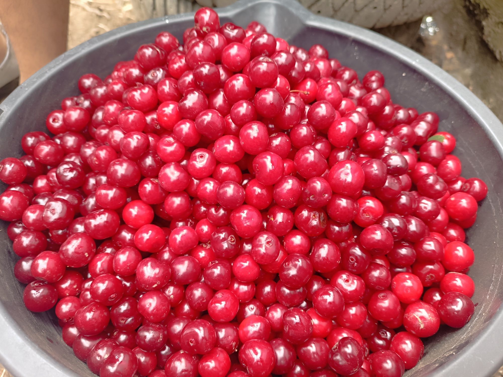 Вишня продается харошая