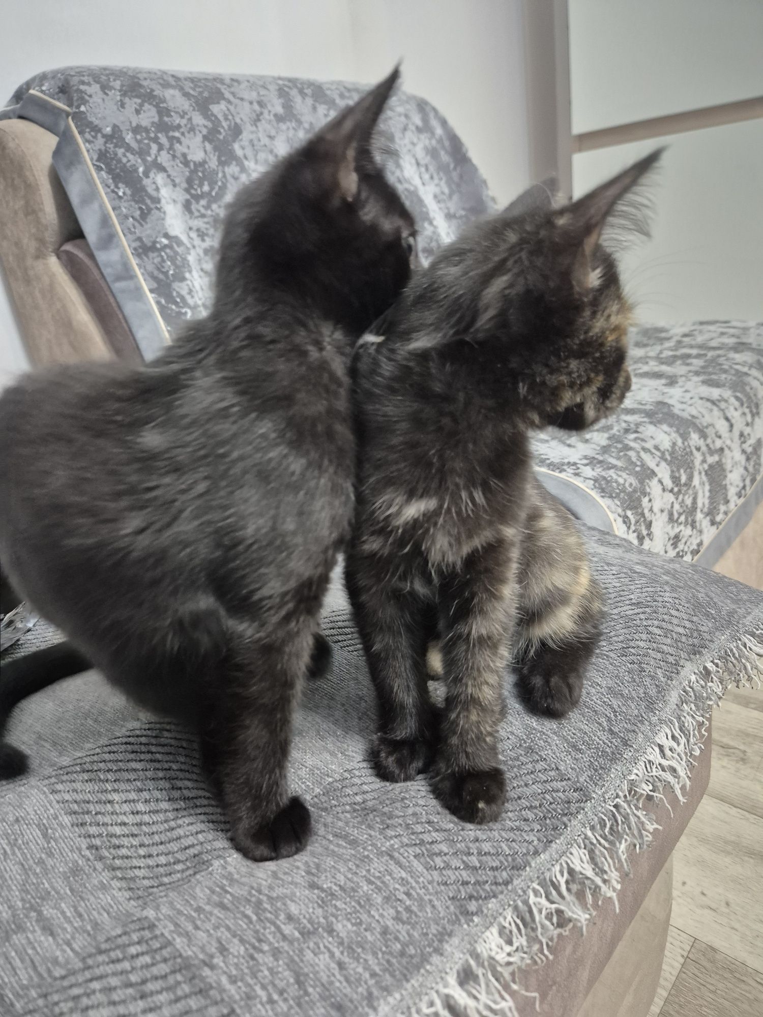 Отдам котят в любящую семью