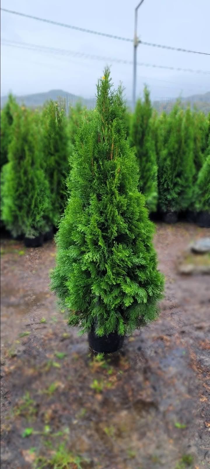 Vand plante ornamentale