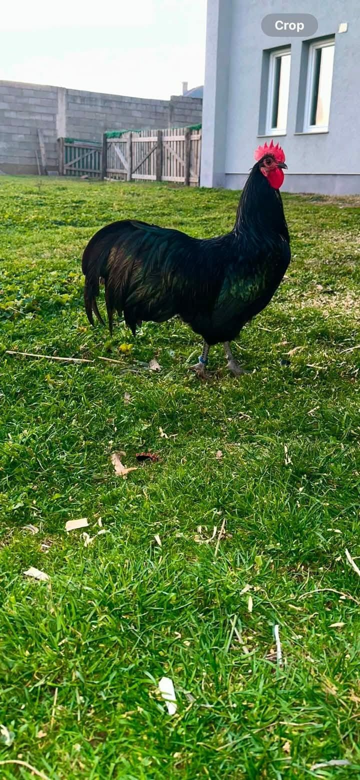 Cocosi Australorp din vare 2024.