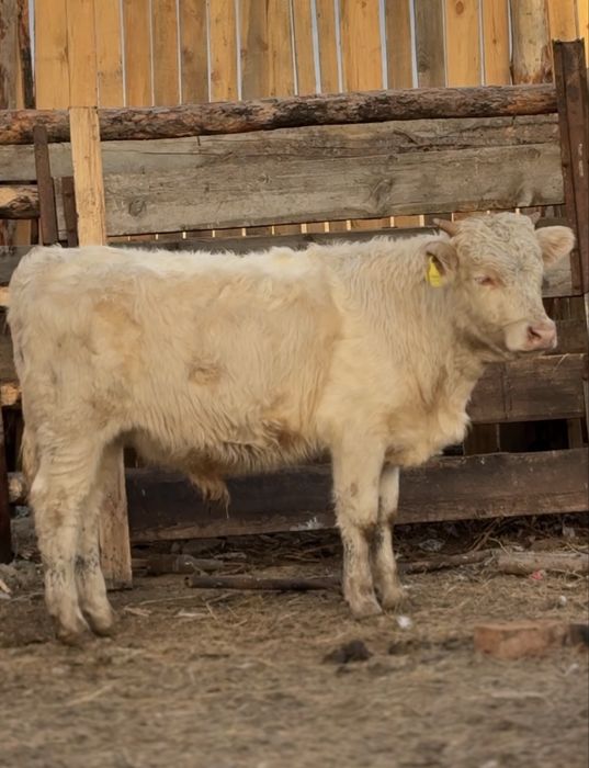 Продам бычка аулиекольской породы