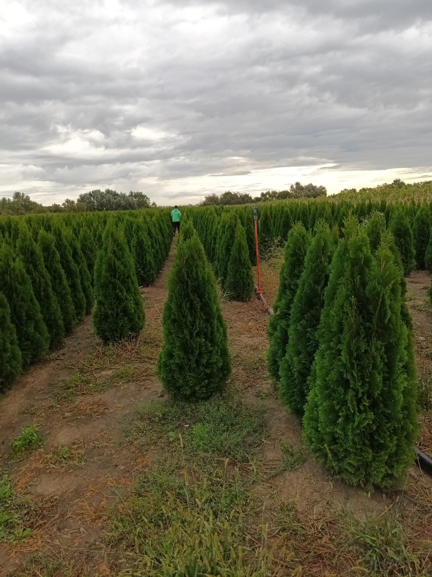 Vând tuia thuja smarald direct producător