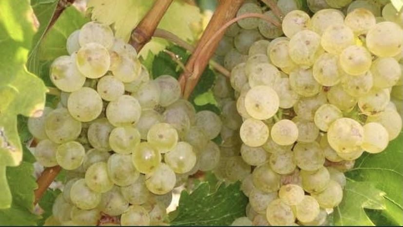 Struguri de vin Feteasca Regala si Sauvignon Blanc de Dragasani