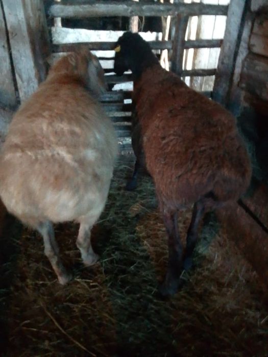 Продам 2-х овечек гисары