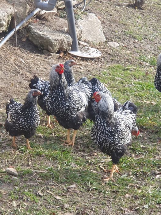 Vand gaini Wyandotte argintiu