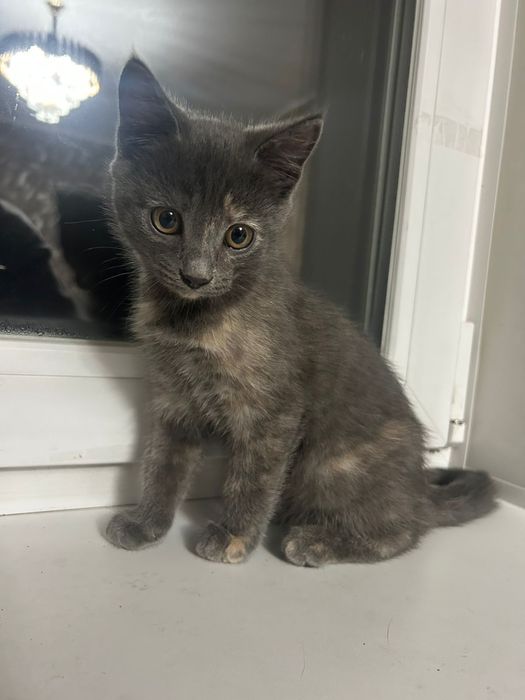 Отдам в хорошие руки