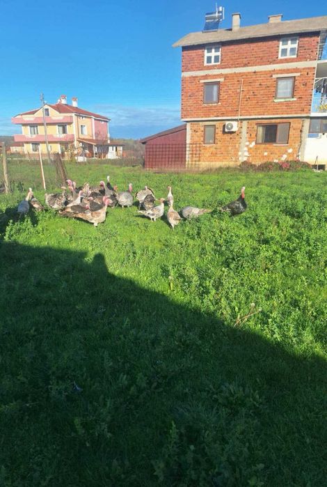 Домашни селски пуйки