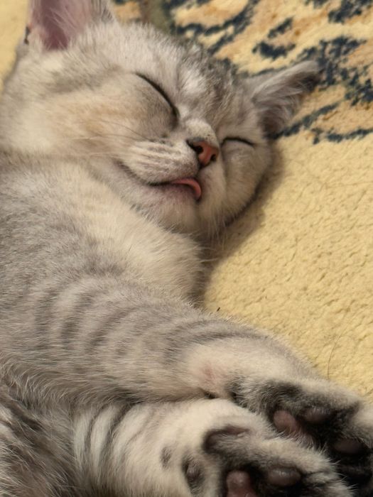 Мысық кішкентай