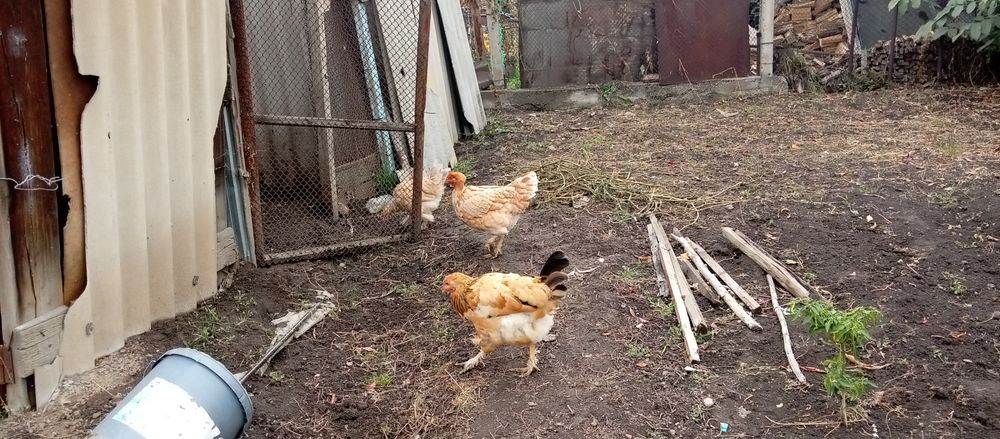 Продам курей хорошо несутся