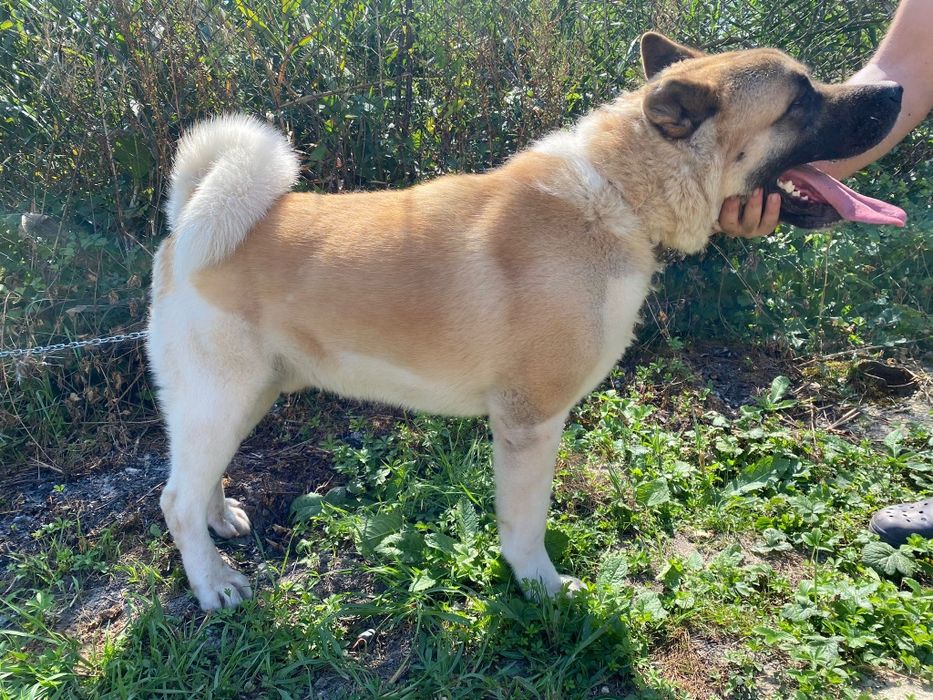 Akita american schimb