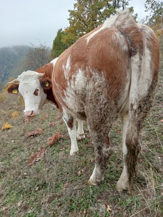Vând junică de doi ani
