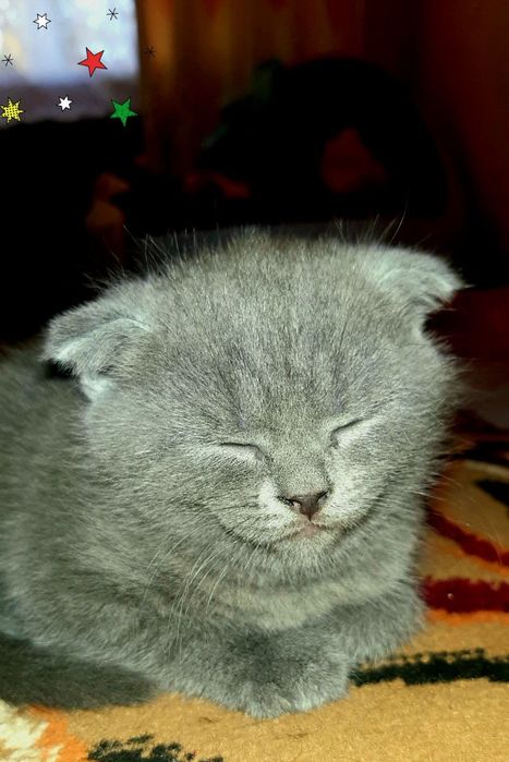 Продаются Котята Scottish fold  и  Straight