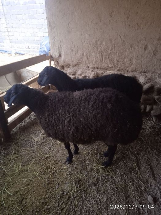 Qõylar sotiladi narxi 13mln500min