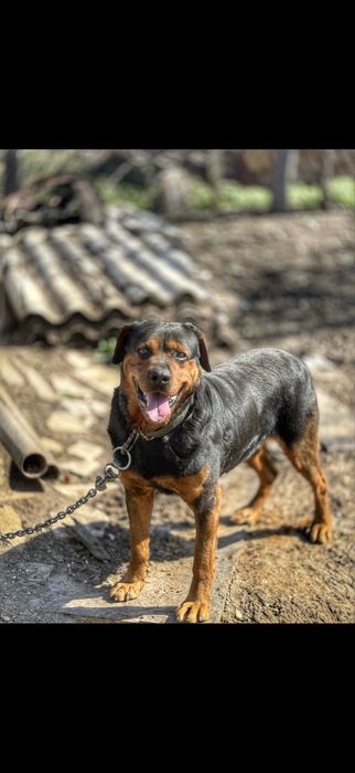 Подарява се ротвайлер