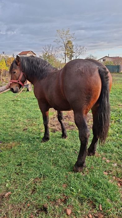 Vând armăsar tanar