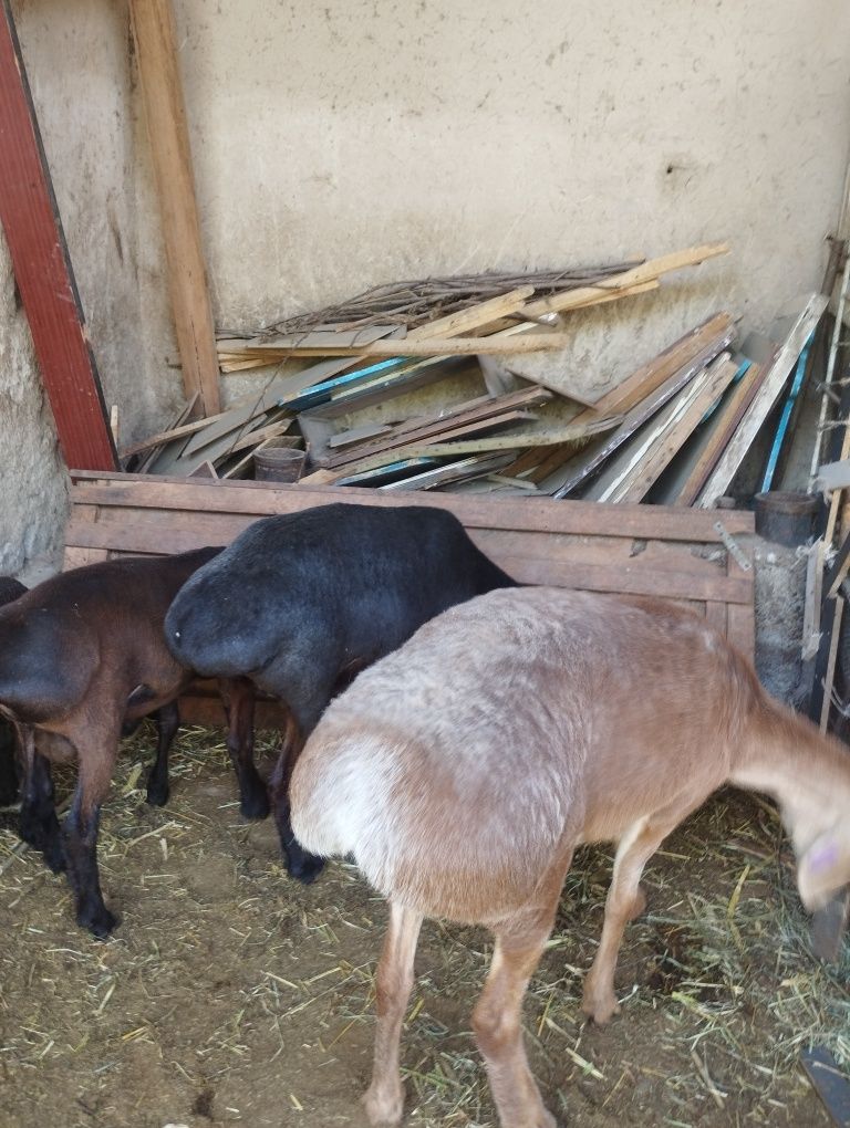 Quylar sotiladi srochna yeb ichishi zur aybi yoʻq narxi oldida kelisha