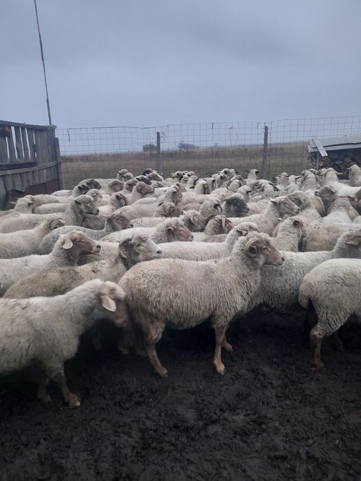 Vând 40 de oi ruginii de prăsilă