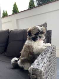 Shih tzu original