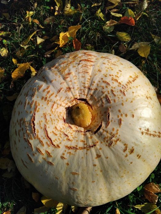 Dovleac placinta