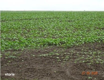 Teren cota parte 1/4, Saraiu, ID: R2684294