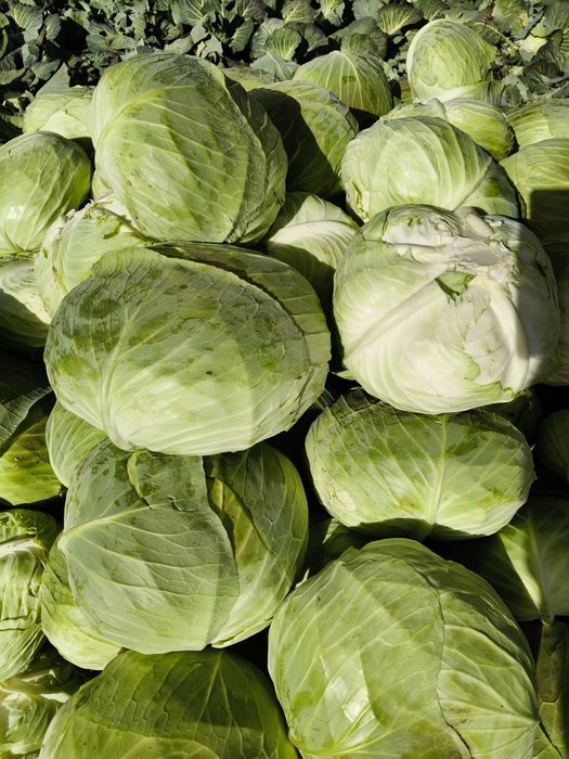Varză proaspătă pentru sarmale