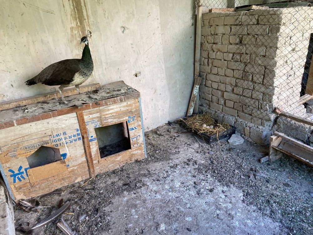 Tovus Павлин параси сотилади