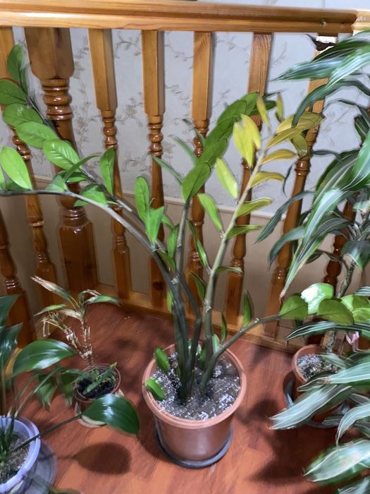 Продам Долларовые деревья !